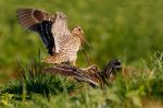 Dubelty_Matysiak_050611_dolNarwi_30D2355_podpis