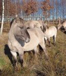 Konik polski