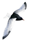 bialoskrzydla_ad_2