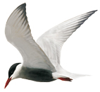 bialowasa_ad_1