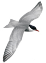 bialowasa_ad_2