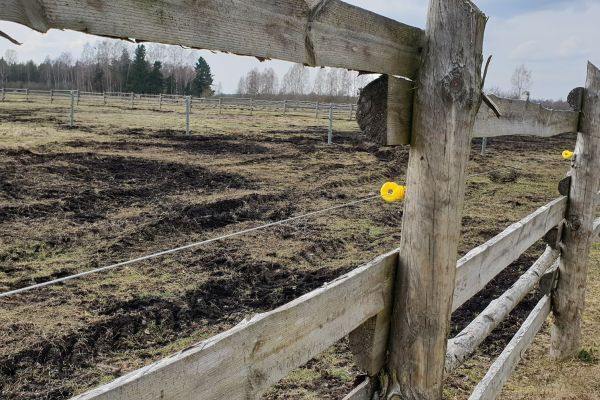 Remontujemy ogrodzenia wokół pastwisk
