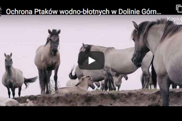 Wypas w Dolinie Górnej Narwi – film promocyjny