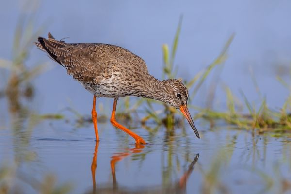 Krwawodziób (Tringa totanus)