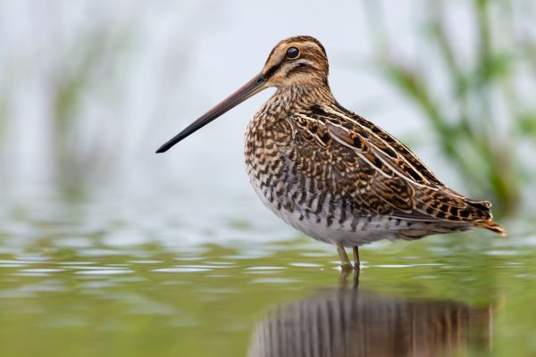 Kszyk (Gallinago gallinago)
