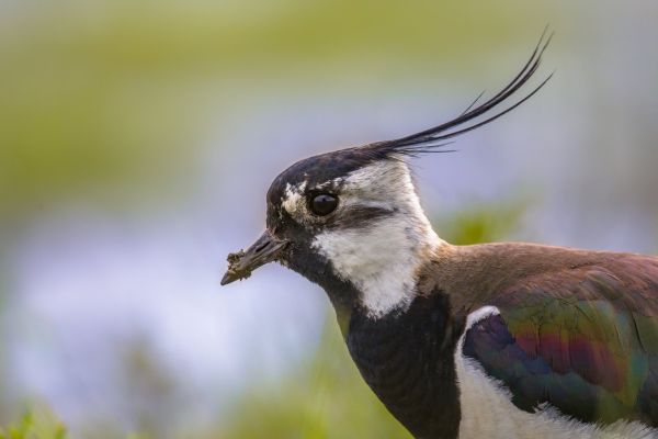 Czajka (Vanellus vanellus)