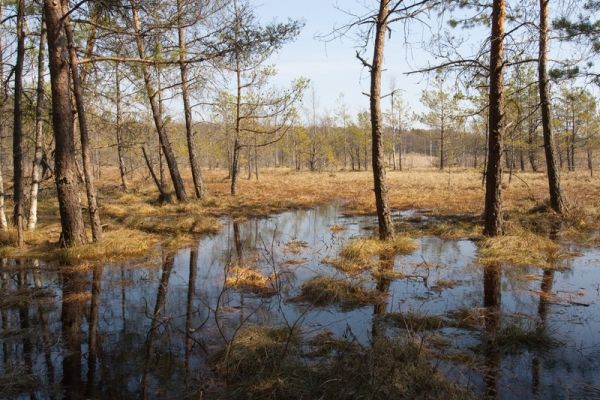 Torfowiska Niecki Gródecko-Michałowskiej