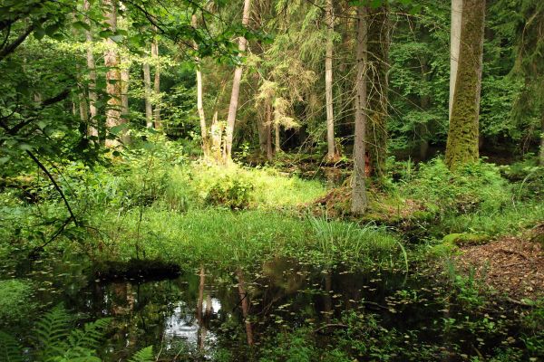 Puszcza Białowieska