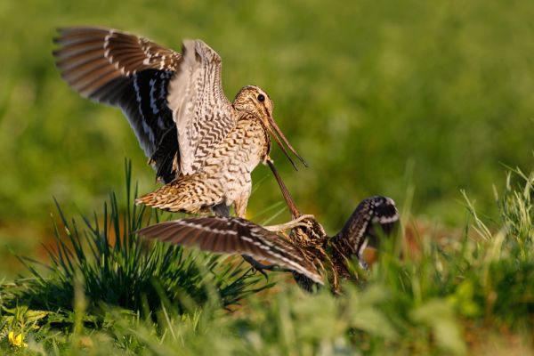 Great snipe in Upper Narew Valley LIFE