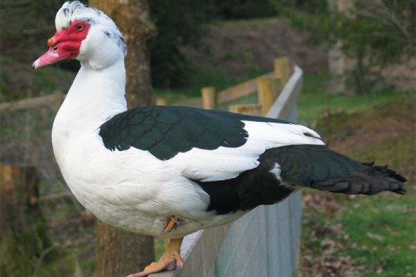 PTASIA GRYPA