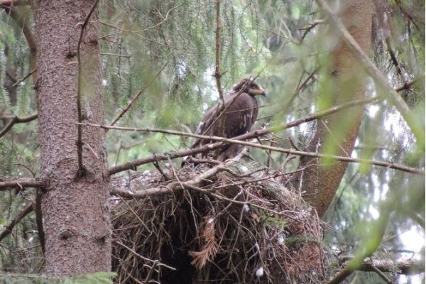 Ochrona orlika krzykliwego na wybranych obszarach Natura 2000 LIFE