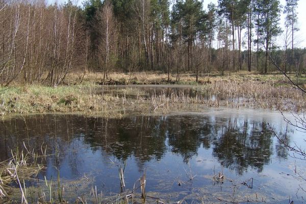 Górna Narew EF