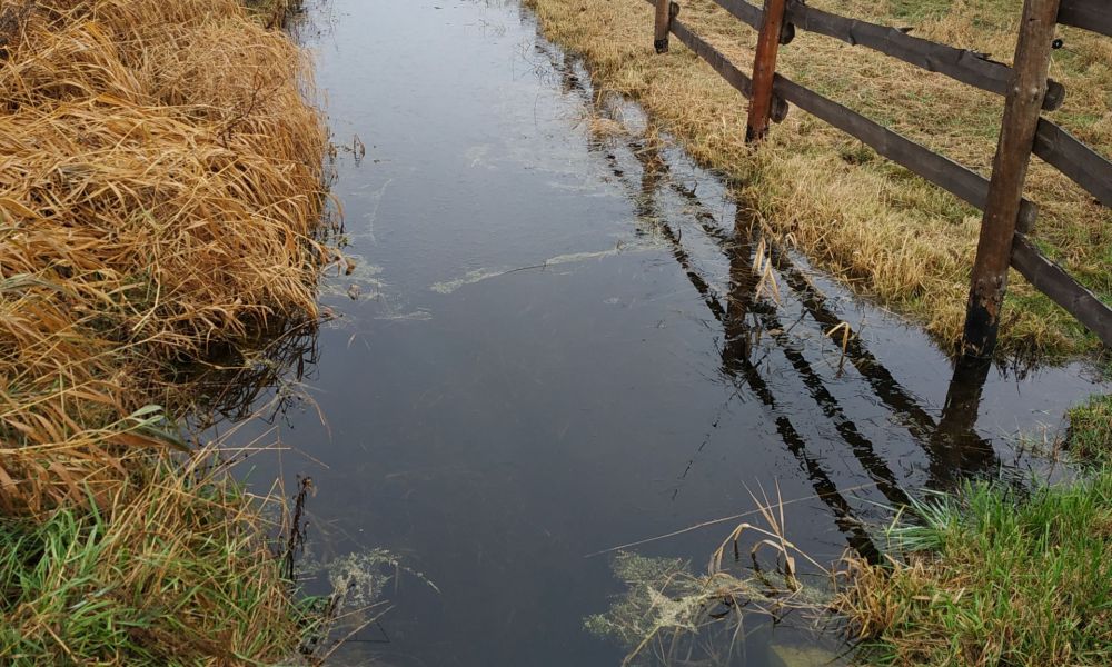 Ważna woda. Wyniki monitoringów – hydrologicznego, fitosocjologicznego i lęgowych ptaków siewkowych