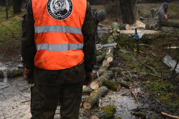 Zapraszamy na IX Akcję Wierzba w Żywkowie