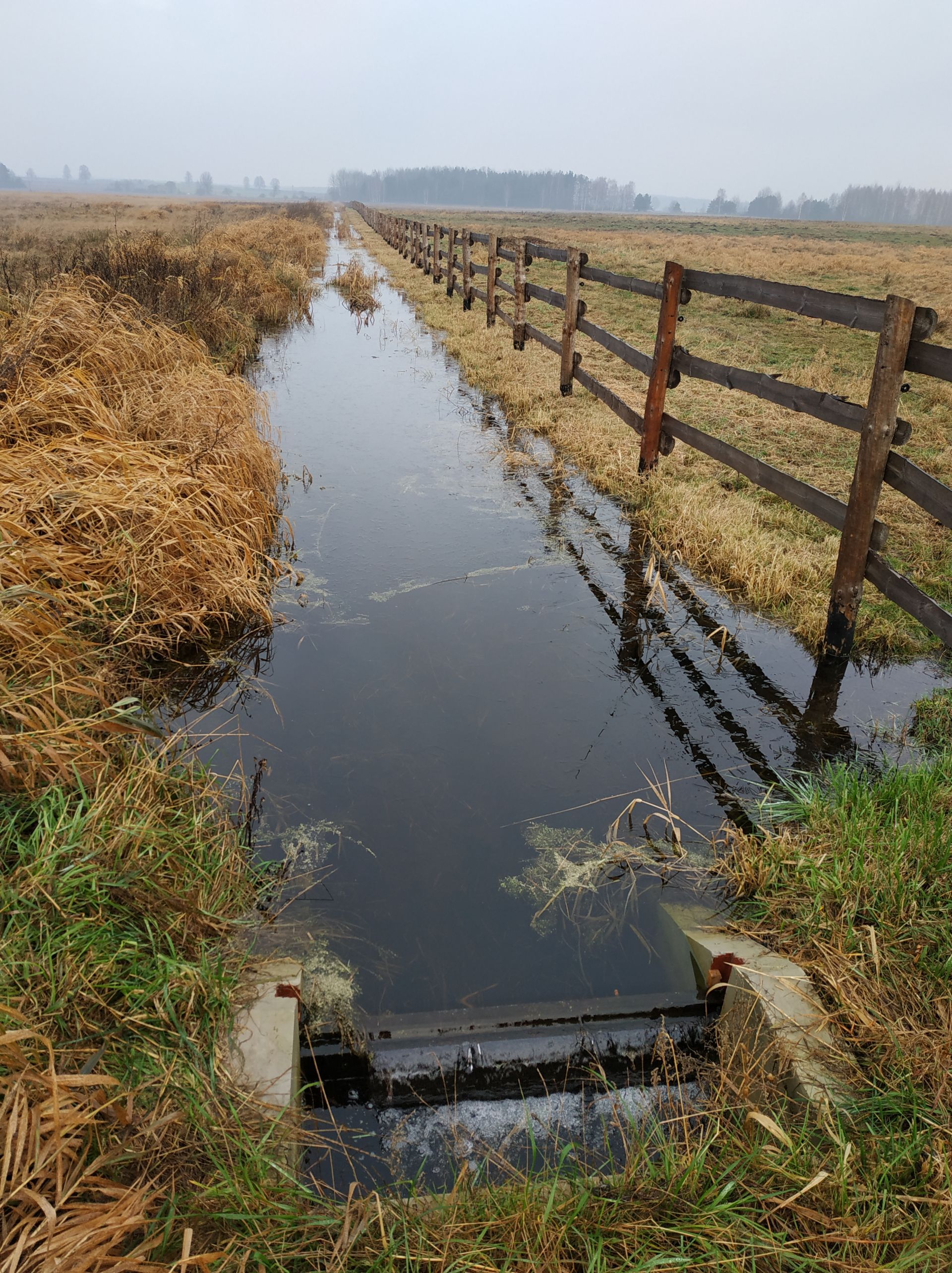 Ważna woda. Wyniki monitoringów – hydrologicznego, fitosocjologicznego i lęgowych ptaków siewkowych