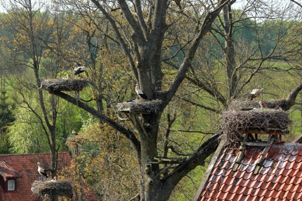 Remont dachów w Żywkowie