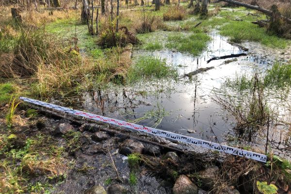 Puszcza Białowieska