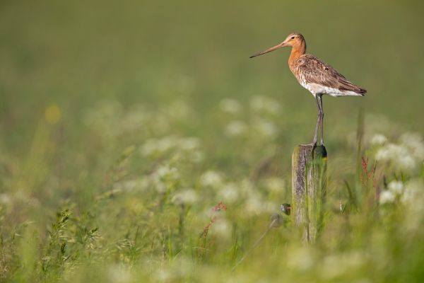 Rycyk (Limosa limosa)