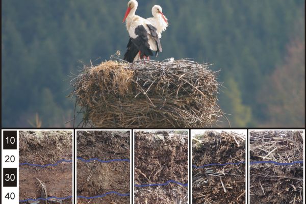 Gleba w gnieździe bociana białego?